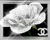 (CC) Diamond Rose