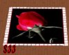 S33 Dark red rose rug2
