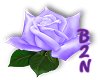 B2N-Purple Rose