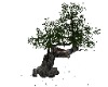 native loving tree