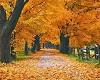 (VDH) Autumn Walk