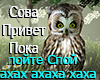 Owl Sova