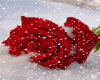 RED ROSE IN THEani SNOW