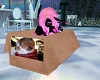 /A\  Kitty Box