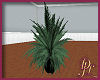 DJL - Palm Plant