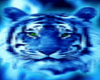 Blue Tiger (flashing)