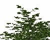 tree 1