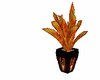 firedragon plant