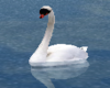 Freedom/C Swans White