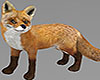 Fox in Nature