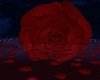 Romantic Night Rose