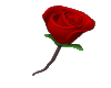 Roses Heart(350x370)