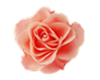 pink rose