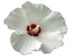 White Flower 2
