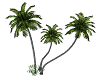 Palm trees #1