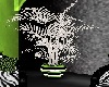 lime green, black plant
