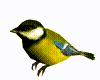 Titmouse Animated Bird