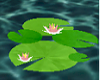 QK Water Lilly Pads