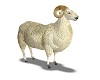 Male sheep/ Ram