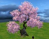 Ancient Cherry Tree