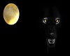 Wolf* BlackWolf Fountain