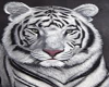 (P)white tiger club