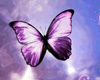 muralla mariposa violeta