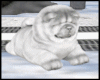 SILVER CHOW DOG