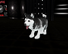 SC Animated Husky Puppy