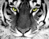 White Tiger Face Picture