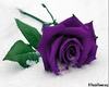 Purple Rose Art