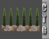 CTG BOX ROW OF HEDGES