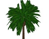 beach palm