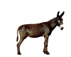 Animals-Donkey