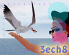 A seagulls + trg: sound