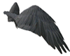 Raven Feather Wings