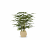Bamboo deco Plant