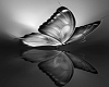 ::PD:: BUTTERFLY PIC 1