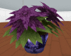 purple poinsettia
