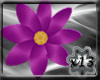 x13 H.Flower Purple