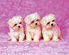 Pink Puppies Picture