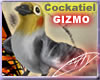 GIZMO the Cockatiel