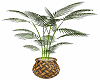 Metal Planter w Palm
