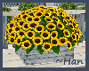 HAMPTONS Sunflowers
