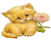 Kitten and Rose 2