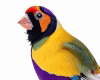 Chinese Gouldian Finch