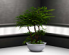 Plant Bonsai
