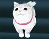 Fluffy White Cat animatd