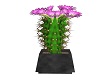 Pink Cactus Plant