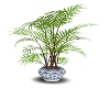 Decorative Plants